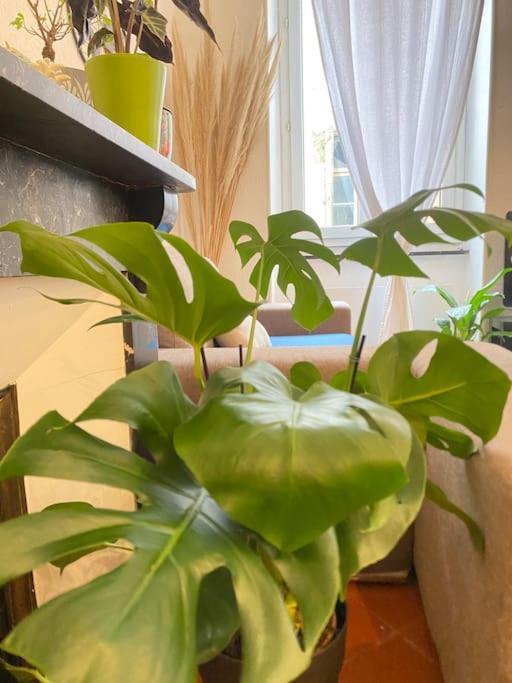 Le Jardin Secret De Nady Apartment Carcassonne Exterior foto